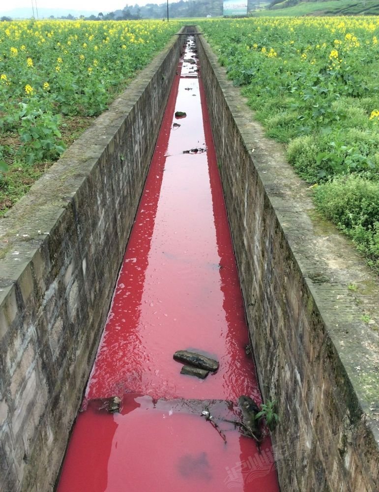 泸州黄舣镇农业示范区的水污染到如此程度?