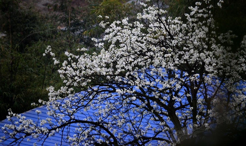 踏春 徒步丹林梨花村【泸州俯瞰 泸州论坛