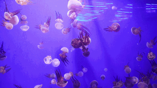 神秘的海底花园,摇曳的水母精灵在梦幻的灯光下百般姿态 更有趣味儿童