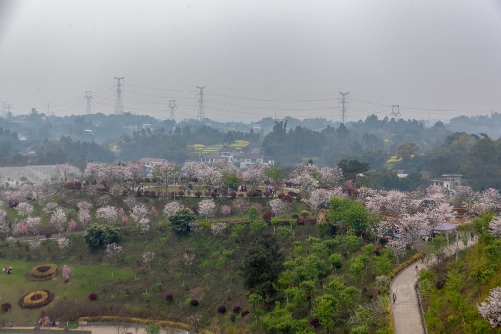 3月12日,丹林樱花谷半日游 泸州俯瞰 泸州论坛 powered by